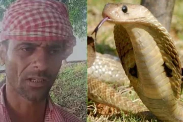 ஆண் பாம்பை கொன்ற மனிதரை துரத்தி துரத்தி 7 முறை கடித்த பெண் பாம்பு..சினிமாவை மிஞ்சிய உண்மை சம்பவம்..!