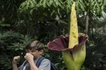 7 ஆண்டுகளில் முதல் முறையாக அமெரிக்காவில் மலர்ந்த துர்நாற்றம் வீசும் பூ!