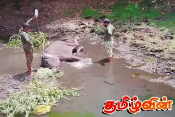 நான்கு வயது யானைக் குட்டிக்கு சிகிச்சையளிப்பு