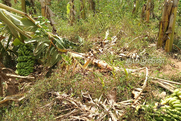 சீரற்ற காலநிலையினால் சேதமடைந்த வாழை பயிர்செய்கை (Photo) | Banana Crop Damaged By Inclement Weather