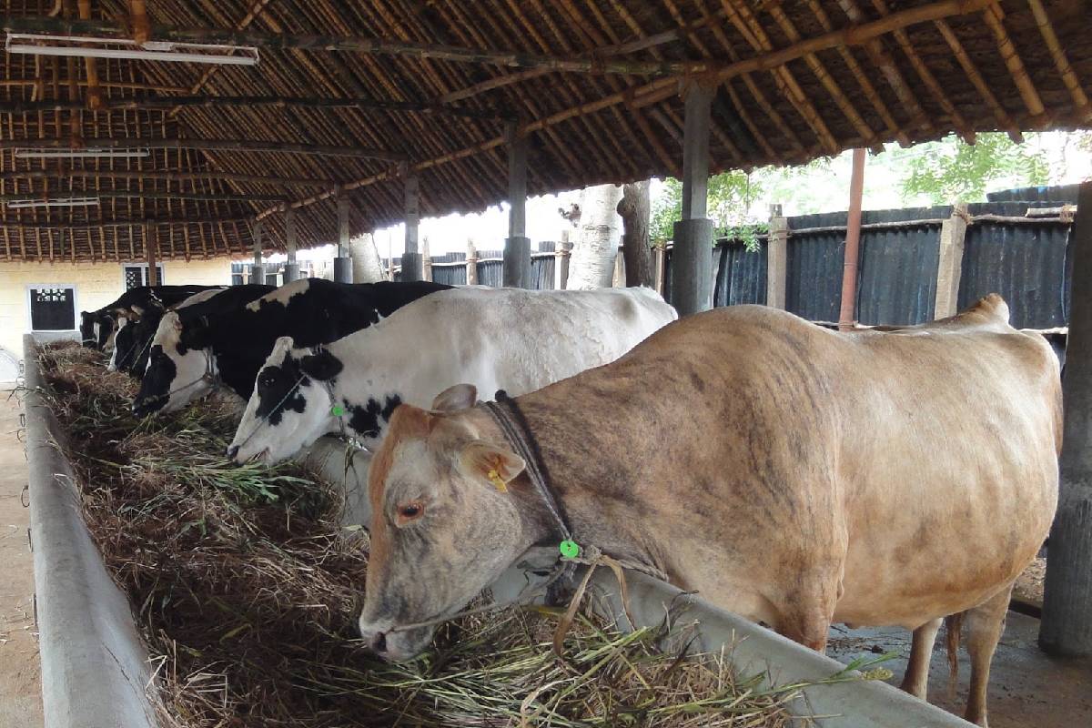 ஈரான் போரால் பிரித்தானியாவில் உணவுப்பொருட்கள் விலை உயரும் அபாயம் | Food Prices To Rise In Uk By Ongoing Iran War