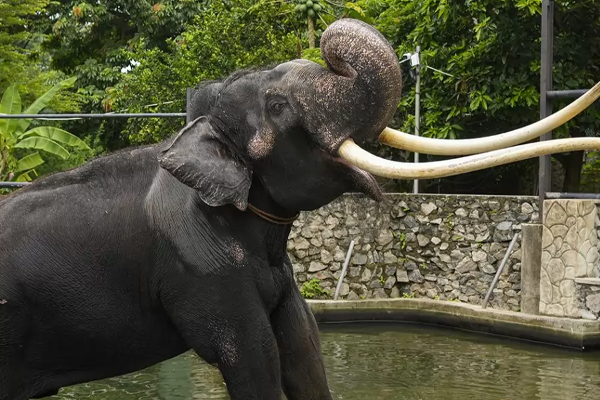 முத்துராஜாவின் நிலைவேண்டாம்; இலங்கையில் இருந்து புறப்படும் இரு யானைகள்! | Muthuraja S Absence Two Elephants Leaving Lanka