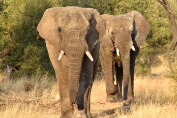 யானையின் மலத்தில் இருந்து தயாரிக்கப்படும் உலகின் விலை உயர்ந்த காப்பி