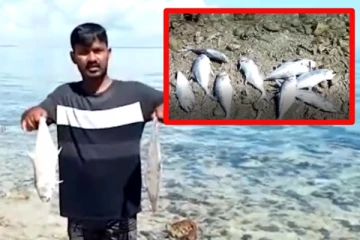 யாழ்.கடற்கரையில் குவியும் பெருந்தொகை மீன்கள்! அச்சத்தில் மீனவர்கள் (காணொளி)
