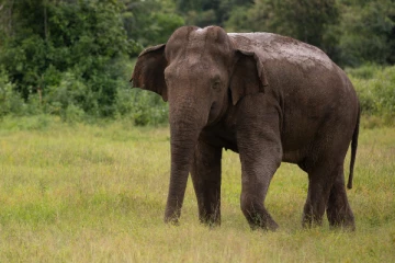 காணிக்குள் நுழைந்த காட்டு யானையை விரட்ட முயன்றவருக்கு நடந்த துயரம்