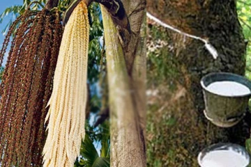 கள் இறக்க மரம் ஏறியவர் மரணம்