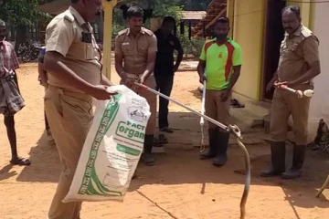 ஓட்டு வீட்டில் வசித்த குடும்பம்! ஓடுகளின் இடையே சிறுவன் கண்ட காட்சி.. பதறியடித்து ஓடிய சம்பவம்