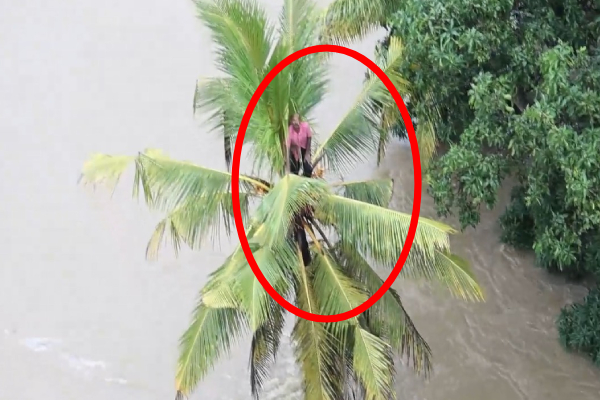 உயிரை காக்க மரத்திலேறிய நபர்; ஒரு நாள் முழுவதும் தவிப்பு | Man Climbs Tree To Save Life Sri Lanka Cyclone