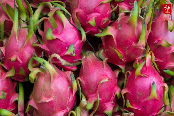 இலங்கை றீச்ஷா பண்ணையில் அமோக விளைச்சல் தரும் டிராகன் பழம் | Reecha Dragon Fruit Farm And Health Benefits