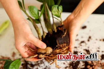 Vastu Tips: வீட்டுல காசே இல்லையா? அப்போ இந்த செடிகளை தூக்கி போடுங்க