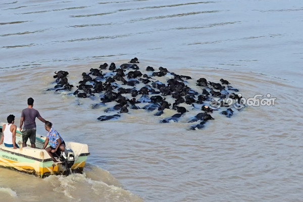 உப்பாறு ஆற்றில் வெள்ளத்தில் இழுத்துச் செல்லப்பட்ட 60 எருமை மாடுகள்! | 60 Buffaloes Rescued Flood Upparu River உப்பாறு ஆற்றில் வெள்ளத்தில் இழுத்துச் செல்லப்பட்ட 60 எருமை மாடுகள்! | 60 Buffaloes Rescued Flood Upparu River