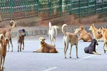 நிலத்தகராறில் மண்ணுக்குள் புதைக்கப்பட்ட இளைஞர்.., தெருநாய்களால் காப்பாற்றப்பட வினோதம்