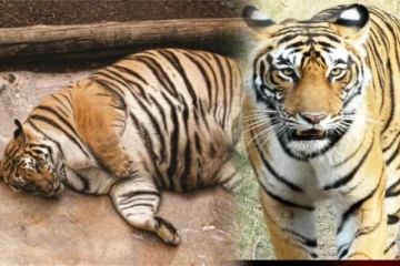 வயிற்றில் 3 குட்டிகளோடு கர்ப்பிணிப் புலி உயிரிழந்தது