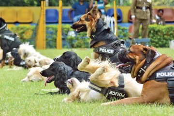 ஏலத்திற்கு வரும் பொலிஸ் திணைக்களத்தின் அதிகாரப்பூர்வ நாய்கள்