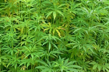 யாழில் கஞ்சா செடியை வளர்த்த நபர் கைது