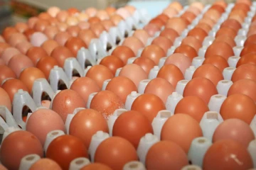 இந்திய முட்டைகளை இலங்கையில் யாரும் வாங்க வேண்டாம்; வெளியானது எச்சரிக்கை