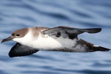 தென் பகுதியில் முதன் முறையாக அரிய வகை புலம்பெயர் பறவை