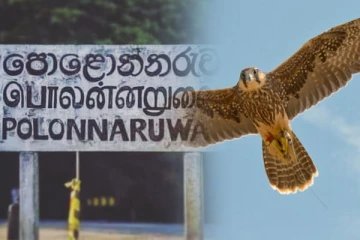 சிறுவன் ஒருவனை தூக்கி செல்ல முயன்ற இராட்சத பருந்து