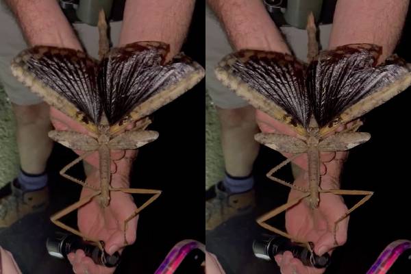ஆஸ்திரேலியாவில் கண்டுபிடிக்கப்பட்ட குச்சிப் பூச்சி | Stick Insect Discovered In Australia
