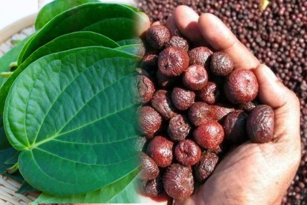 யாழ்ப்பாண மக்களை நெருங்கும் ஆபத்து; விடுக்கப்பட்ட எச்சரிக்கை! | Danger Approaching The People Of Jaffna Warning