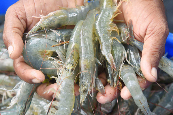 வெள்ளத்தினால் 1200  மில்லியன் ரூபா  பெறுமதியான இறால்கள் அழிவு - ஐபிசி தமிழ்