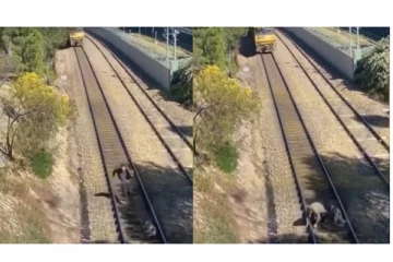 மின்னல் வேகத்தில் சீறி பாய்ந்து வந்த ரயில் - ஒரு நொடியில் நாய்யின் உயிரை காப்பாற்றிய மனிதர் - பதற வைத்த வீடியோ