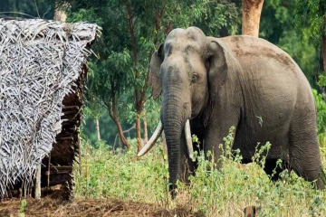சம்மாந்துறையில் காட்டு யானை அச்சுறுத்தல்! விசனம் தெரிவித்த மக்கள்