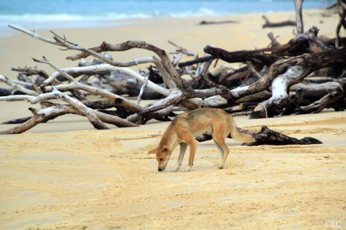காட்டு நாய்கள் சூழ சுயநினைவிழந்து கிடந்த கனேடிய பெண்: சமீபத்திய தகவல் | Report On Canadian Tourist Dies In Australia