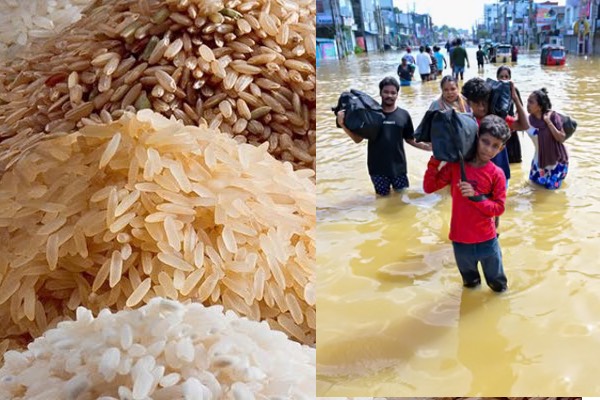 வெள்ளத்தில் சேதமடைந்த அரிசிகள் சட்டவிரோதமாக விற்பனை: பொதுமக்களுக்கு எச்சரிக்கை | Sri Lanka Flood Damaged Rice Govt Warning வெள்ளத்தில் சேதமடைந்த அரிசிகள் சட்டவிரோதமாக விற்பனை: பொதுமக்களுக்கு எச்சரிக்கை | Sri Lanka Flood Damaged Rice Govt Warning