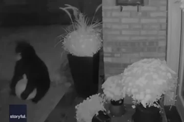 கனடாவில் உணவு தேடி வீட்டுக்கு வந்த கரடி... ஒரு காமெடி வீடியோ