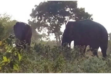 இலங்கையில் நடந்த மிக அரிய யானை சண்டை