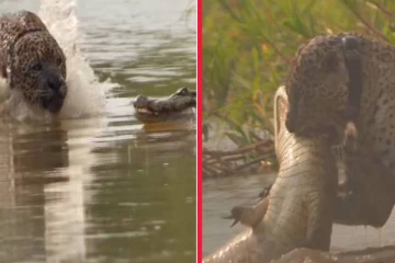 நீந்தி சென்று முதலையை கொடூரமாக வேட்டையாடிய சிறுத்தை... பதறவைக்கும் காட்சி