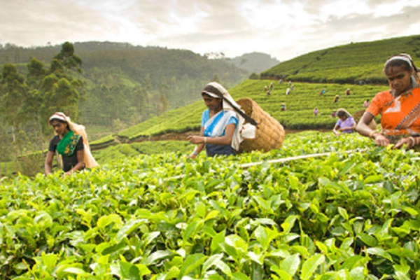 3 ஆண்டுகளுக்கு பிறகு கேள்விக்குறியாகுமா தோட்டத் தொழிலாளர்களின் சம்பளம்..! | Salaries Of Plantation Workers After 3 Years