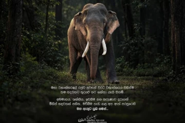 කාවන්තිස්ස හස්තිරාජයාගේ අභාවයෙන් මුළු රටම කම්පිතයි - හිටපු ජනපති මහින්ද රාජපක්ෂ තැබූ සංවේදී සටහන මෙන්න