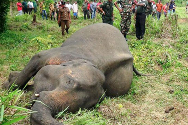 இலங்கையில் யானைகள் தொடர்பில் வெளியான அதிர்ச்சித் தகவல்கள் | About 400 Elephants Died In Sri Lanka Last Year