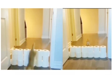 ‘பலே கில்லாடியா இருக்குமோ...’ பூனை செய்த செயல் - கடைசில பாருங்க...