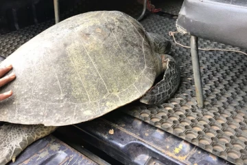 கிளிநொச்சியில் கடலாமையுடன் ஒருவர் கைது (Photos)