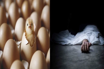 முதலில் கோழி வந்ததா முட்டை வந்ததா..! இறுதியில் இடம்பெற்ற விபரீதம்