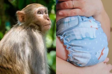 20 நாள் குழந்தையை கிணற்றில் வீசிய குரங்கு - உயிரை காப்பாற்றிய டயாப்பர்