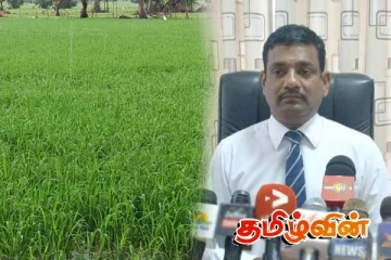 கிளிநொச்சியில் நெற்செய்கை பாதிப்படைந்த விவசாயிகளுக்கு வெளியான அறிவிப்பு