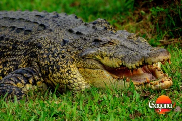 හදිස්සියෙම නිවසට කඩා වැඳුණු අමුත්තා