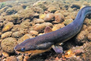 மின்சாரத்தை உருவாக்கும் அதிசய மீன் பற்றி உங்களுக்கு தெரியுமா?