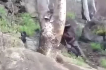 விடாமல் விரட்டி விரட்டி கொத்தும் பாம்பு - அலறி அடித்து ஓடிய நபர்!