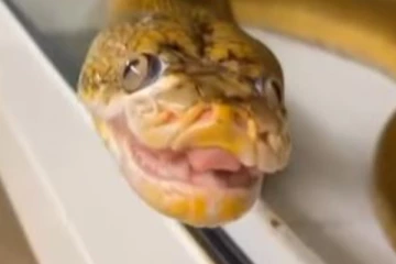 எதிரே நிற்பவரைப் பார்த்து சிரிக்கும் பாம்பு... இணையத்தில் வைரலாகும் அரிய காட்சி!