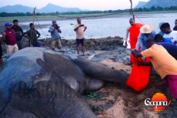 කණ්ඩලමේ හැඩකාරයාට දැන් සිංහල බෙහෙත් ප්‍රතිකාර