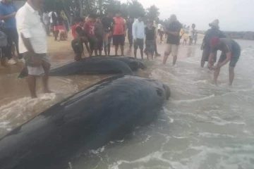 திமிங்கிலத்தில் சவாரி செய்த இலங்கை பெண்களுக்கு காத்திருக்கும் அதிர்ச்சி