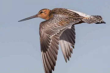 11 நாட்களில் எங்கும் நிற்காமல் 13,569 கிலோமீட்டர் தூரம் பறந்து சென்ற பறவை!