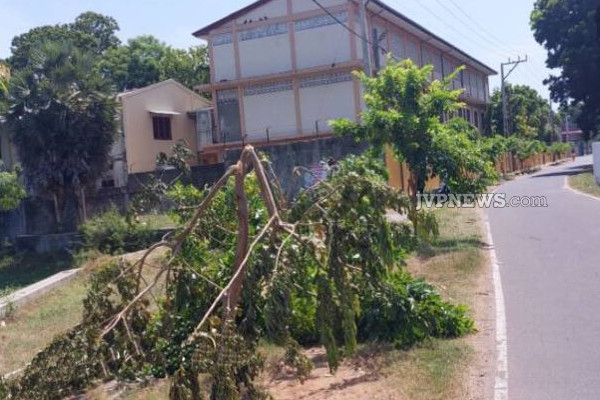 யாழில் மதுபோதையில் அட்டகாசம் செய்த விஷமிகள்! | Jaffna Street Trees Destroying Alcoholism