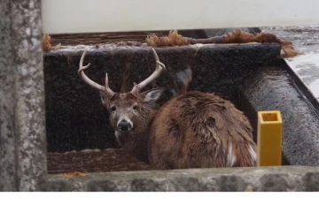 கனடாவில், கழிவுக் குழியில் வீழ்ந்த மானை மீட்ட அதிகாரிகள்