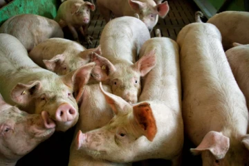 ஜேர்மனியிலிருந்து இறைச்சி மற்றும் பால் பொருட்களுக்கு தடை விதித்துள்ள பிரித்தானியா